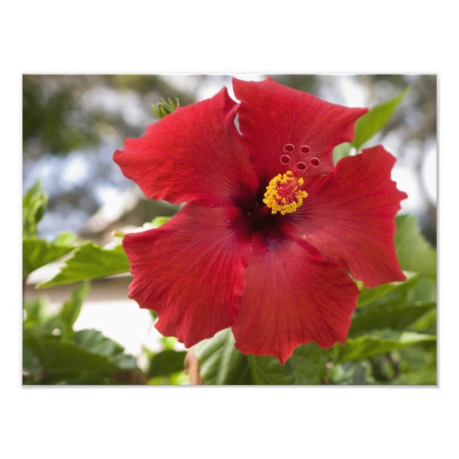 USA, Hawaii, Oahu. Der Hibiskus ist der Fotodruck (Vorne)