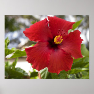 USA, Hawaii, Oahu. Der Hibiskus ist der Poster