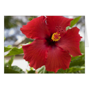 USA, Hawaii, Oahu. Der Hibiskus ist die