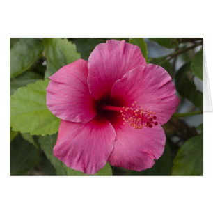 USA, Hawaii, Oahu. Der Hibiskus ist die 2