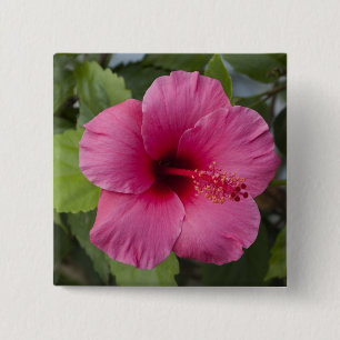 USA, Hawaii, Oahu. Der Hibiskus ist die 2 Button