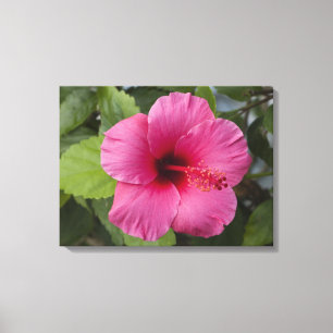 USA, Hawaii, Oahu. Der Hibiskus ist die 2 Leinwanddruck