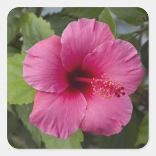 USA, Hawaii, Oahu. Der Hibiskus ist die 2 Quadratischer Aufkleber