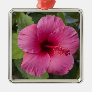 USA, Hawaii, Oahu. Der Hibiskus ist die 2 Silbernes Ornament