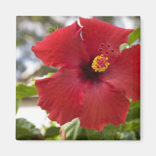 USA, Hawaii, Oahu. Der Hibiskus ist die Magnet