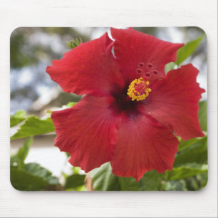 USA, Hawaii, Oahu. Der Hibiskus ist die Mousepad
