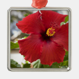 USA, Hawaii, Oahu. Der Hibiskus ist die Silbernes Ornament