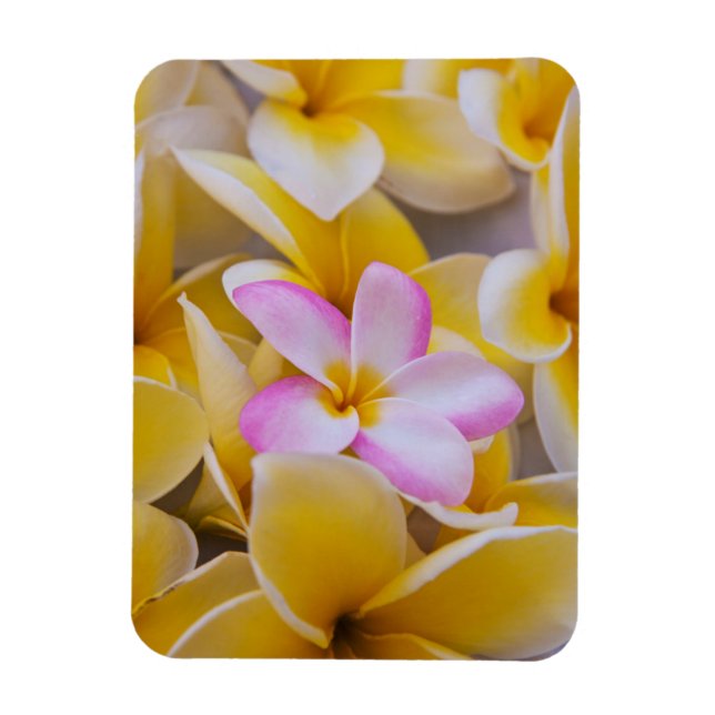 USA, Hawaii, Oahu, Plumeria Blume in Blüte 1 Magnet (Vertikal)