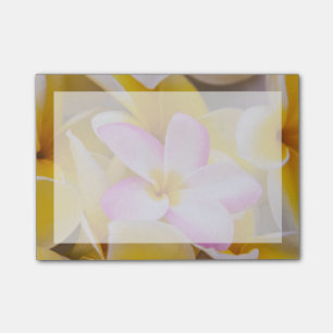 USA, Hawaii, Oahu, Plumeria Blume in Blüte 1 Post-it Klebezettel