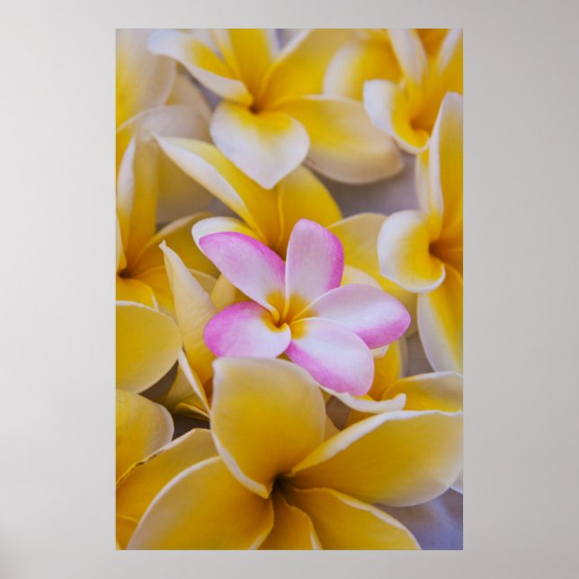 USA, Hawaii, Oahu, Plumeria Blume in Blüte 1 Poster (Vorne)