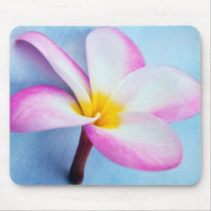USA, Hawaii, Oahu, Plumeria Blume in Blüte 2 Mousepad