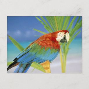 USA, Hawaii. Papagei Postkarte