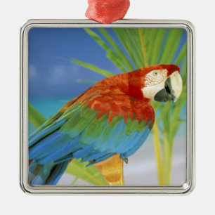 USA, Hawaii. Papagei Silbernes Ornament