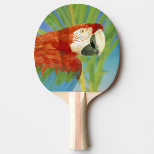 USA, Hawaii. Papagei Tischtennis Schläger