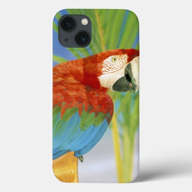 USA, Hawaii. Paprot Case-Mate iPhone Hülle (Rückseite)