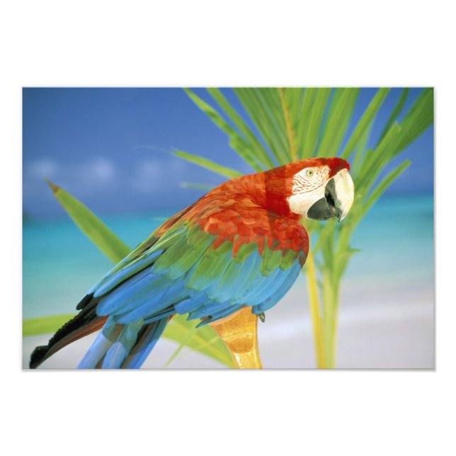 USA, Hawaii. Paprot Fotodruck (Vorne)