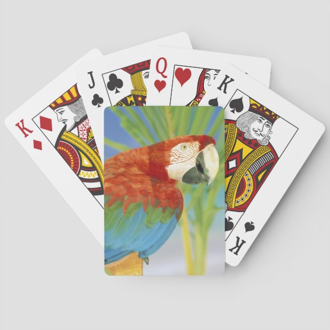 USA, Hawaii. Paprot Spielkarten (Rückseite)