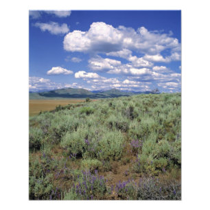 USA, Idaho, Camas Co. Sagebrush und Lupine Fotodruck