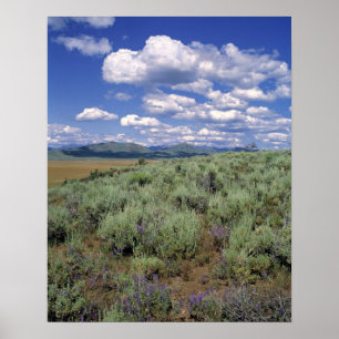 USA, Idaho, Camas Co. Sagebrush und Lupine Poster