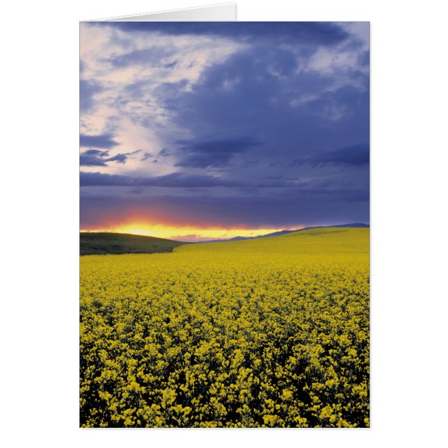 USA, Idaho, Swan Valley. Ein feuriger Sonnenunterg (Vorne)