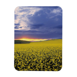 USA, Idaho, Swan Valley. Ein feuriger Sonnenunterg Magnet