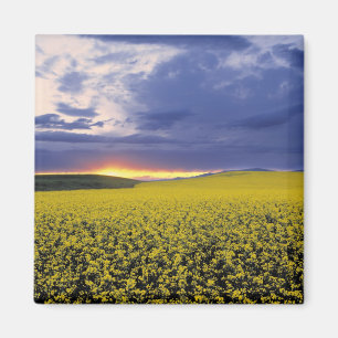 USA, Idaho, Swan Valley. Ein feuriger Sonnenunterg Magnet