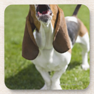 USA, Illinois, Washington, Porträt des Bassets Getränkeuntersetzer