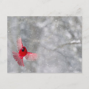 USA, Indiana, Indianapolis. Ein männlicher Kardina Postkarte