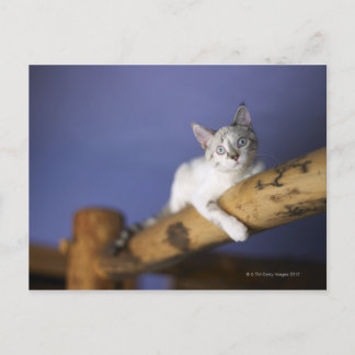 USA, Iowa, Portrait des jungen Kätzchens Postkarte