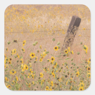 USA, Kalifornien, Adin. Stacheldrahtzaun Quadratischer Aufkleber