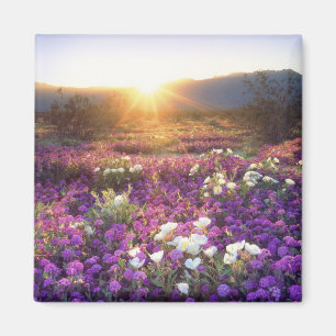 USA, Kalifornien, Anza-Borrego Desert Staat Park. Magnet