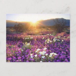 USA, Kalifornien, Anza-Borrego Desert Staat Park.  Postkarte
