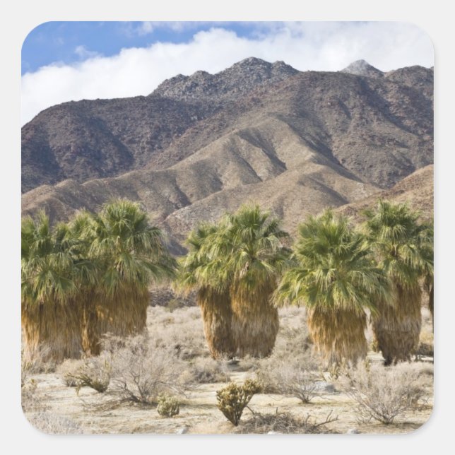 USA, Kalifornien, Anza-Borrego Desert Staat Park. Quadratischer Aufkleber (Vorderseite)