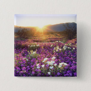 USA, Kalifornien, Anza-Borrego Desert State Park. Button