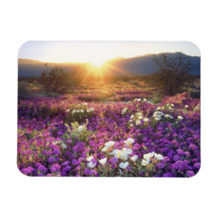 USA, Kalifornien, Anza-Borrego Desert State Park. Magnet