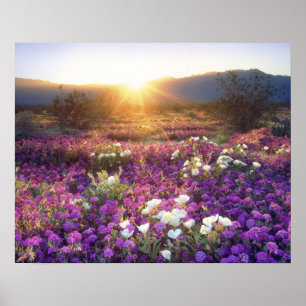 USA, Kalifornien, Anza-Borrego Desert State Park. Poster