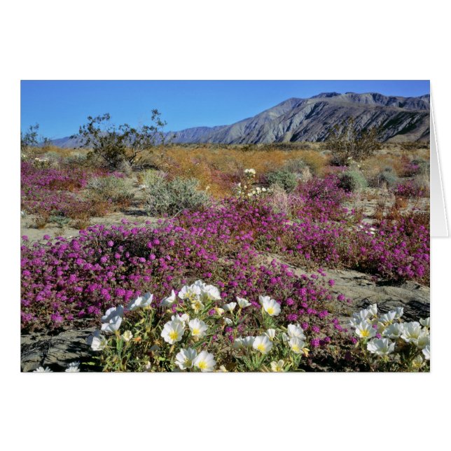 USA, Kalifornien, Anza-Borrego DSP. Dune Abend (Vorderseite (Horizontal))