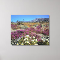 USA, Kalifornien, Anza-Borrego DSP. Dune Abend