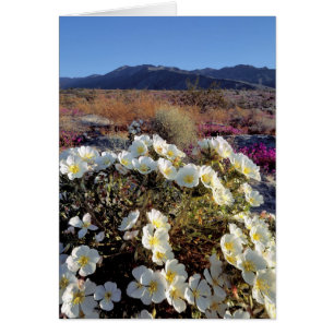 USA, Kalifornien, Anza-Borrego DSP. Dünen-Nachtker