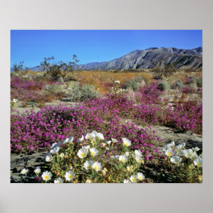 USA, Kalifornien, Anza-Borrego DSP. Dünenabend Poster