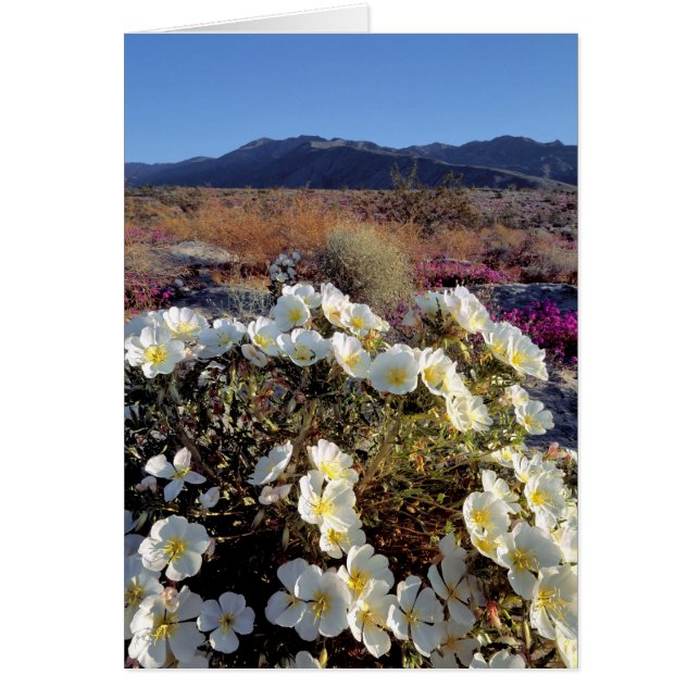 USA, Kalifornien, Anza-Borrego DSP. Dünner Abend 2 (Vorne)