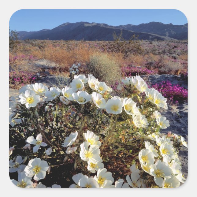 USA, Kalifornien, Anza-Borrego DSP. Dünner Abend 2 Quadratischer Aufkleber (Vorderseite)