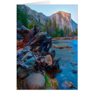 USA, Kalifornien. Baumwurzeln im Merced-Fluss