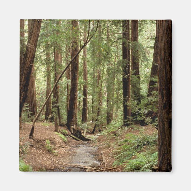 USA, Kalifornien, Big Sur, 3 Magnet (Vorne)