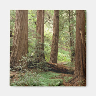 USA, Kalifornien, Big Sur, Magnet