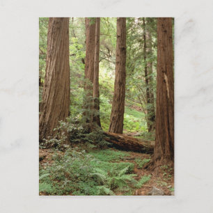 USA, Kalifornien, Big Sur, Postkarte