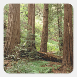 USA, Kalifornien, Big Sur, Quadratischer Aufkleber