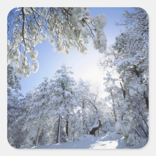 USA, Kalifornien, Cleveland National Forest, Quadratischer Aufkleber