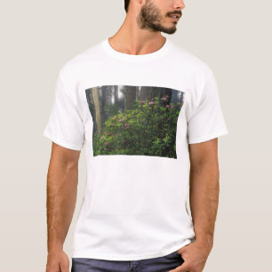 USA, Kalifornien, Del Norte, Redwoods St Park, T-Shirt