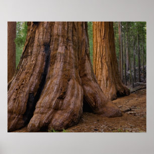 USA, Kalifornien, Giant Sequoia tree Poster